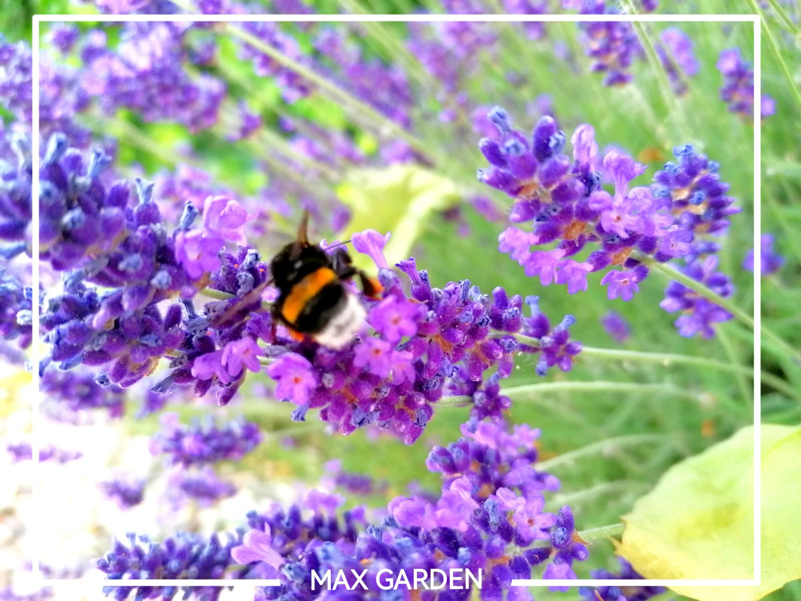 Levanduľa úzkolistá - Lavandula angustifolia 'Hidcote Blue' P12 - MAX GARDEN - záhradné centrum pre Vašu záhradu