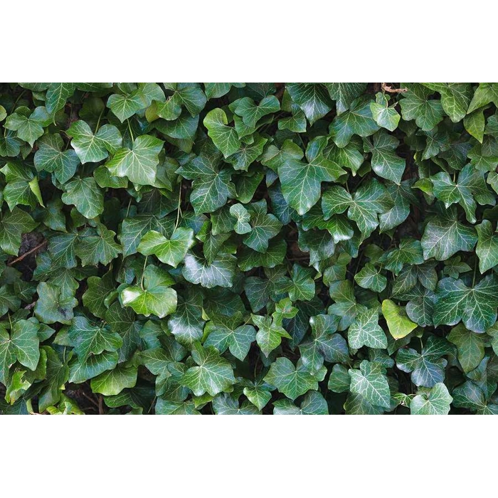 Brečtan popínavý  - Hedera helix ´Hibernica´ V9 40/50