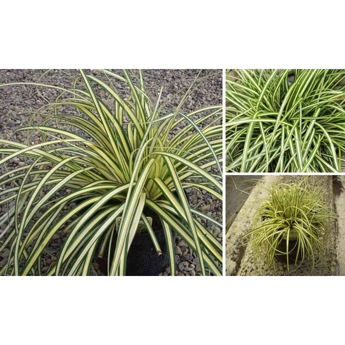 Ostrica ošimenská - Carex oshimensis 'Evergold'  Co14