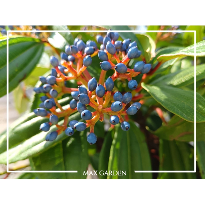 Kalina Dávidova - Viburnum davidii  25/35, Co2L