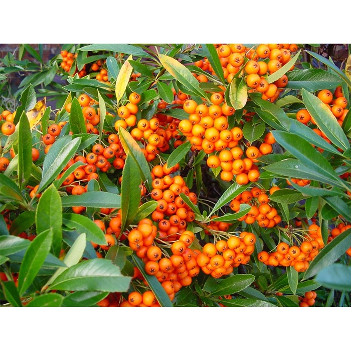 Hlohyňa šarlátová - Pyracantha 'Orange Glow' Co2L 40+