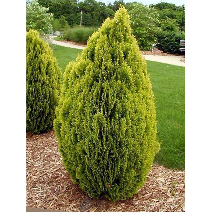 Tuja východná - Thuja orientalis 'Aurea Nana'  Veľkosť: 50cm