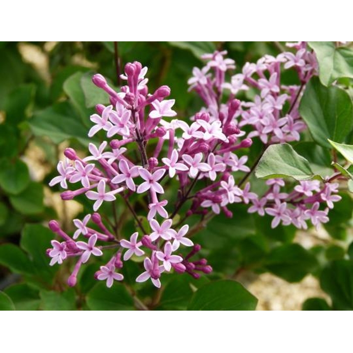 Syringa 'Red Pixie' Co3L 40/50