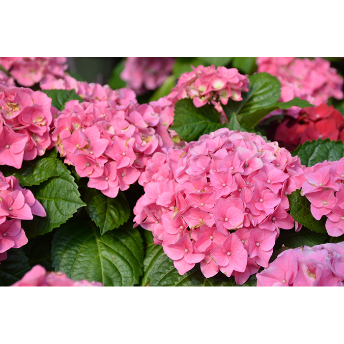 Hortenzia kalinolistá - Hydrangea macrophylla 'Early Rosa'