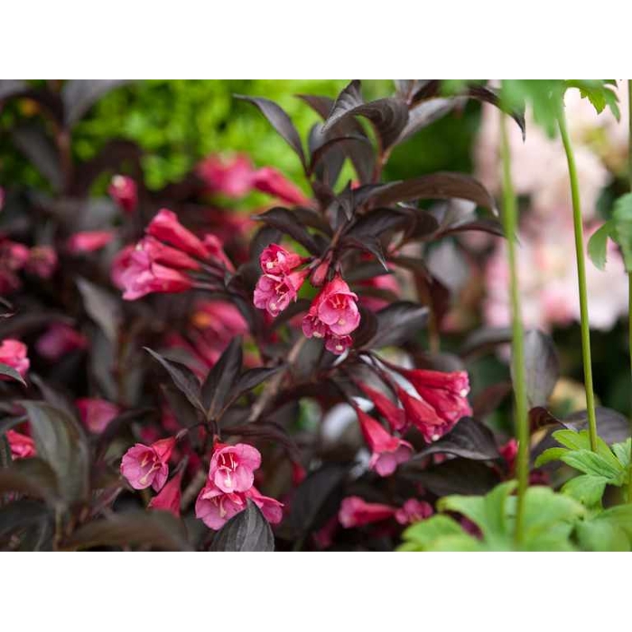 Weigela florida ´Alexandra´ Co2L  20/30