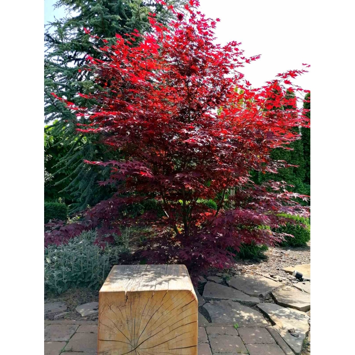 Javor dlaňolistý  - Acer palmatum 'Fireglow' Co15L 100/120