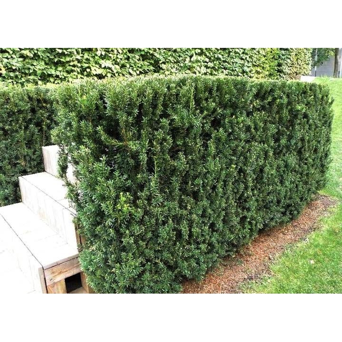 Tis prostredný - Taxus media ´Hillii´ Co2L 30/40