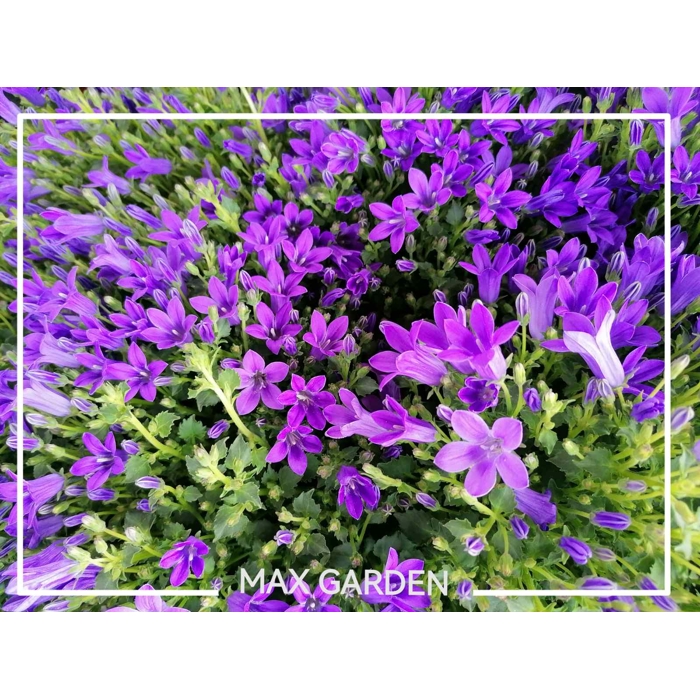 Campanula portenschlagiana 'Porto'  P11