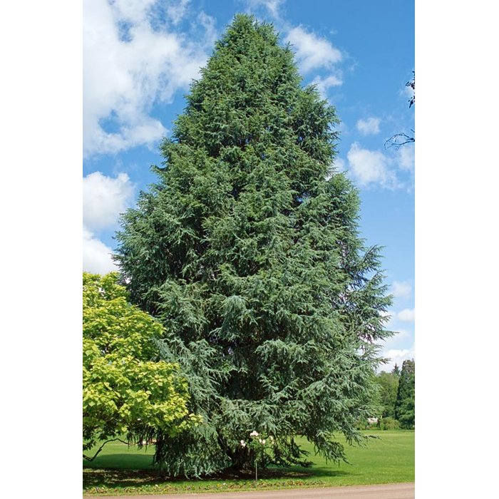 Céder atlaský - Cedrus atlantica 'GLAUCA' Co18L  100/125