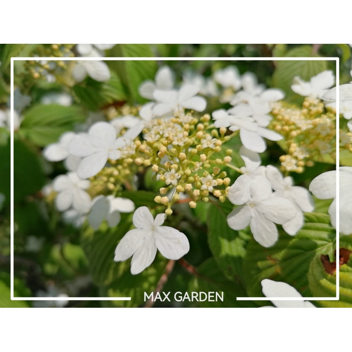 Kalina - Viburnum plicatum ´Kilimanjaro´Co2,5L 20/30