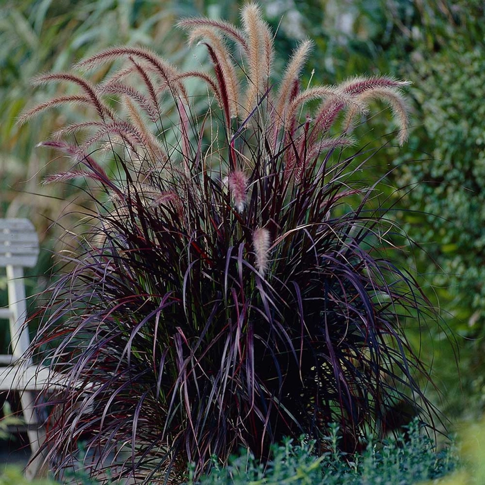 Pennisetum setaceum ´Rubrum´ P17