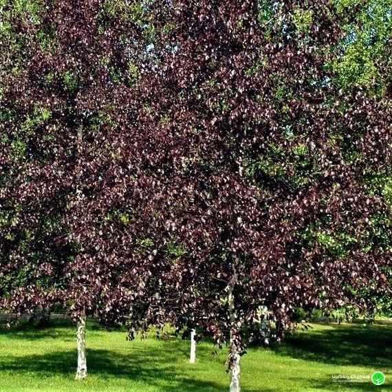 Breza previsnutá - Betula pendula ´Royal Frost´ Co10L  100/150