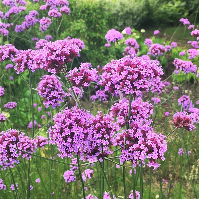 Železník argentínsky - Verbena bonariensis V9