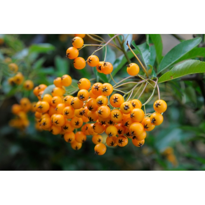 Hlohyňa šarlátová - Pyracantha ´Soleil d'Or´ Co2L 40+