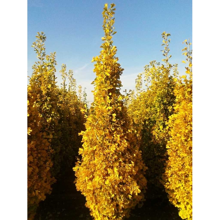 Ginko dvojlaločné - Ginko biloba 8/10