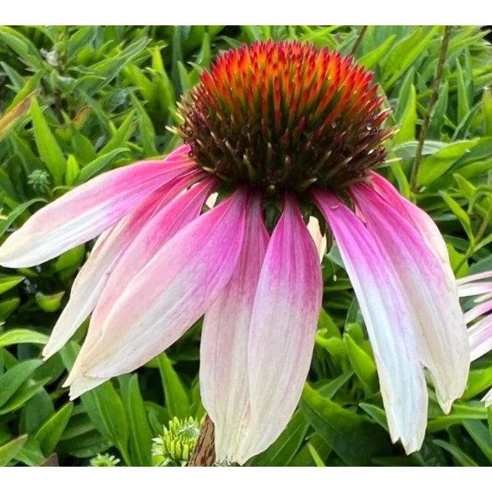 Echinacea purpurea ´Red´ P15 Co1,5L