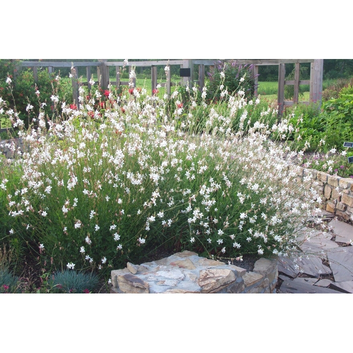 Gaura lindheimeri ´Gaudi White´ P13