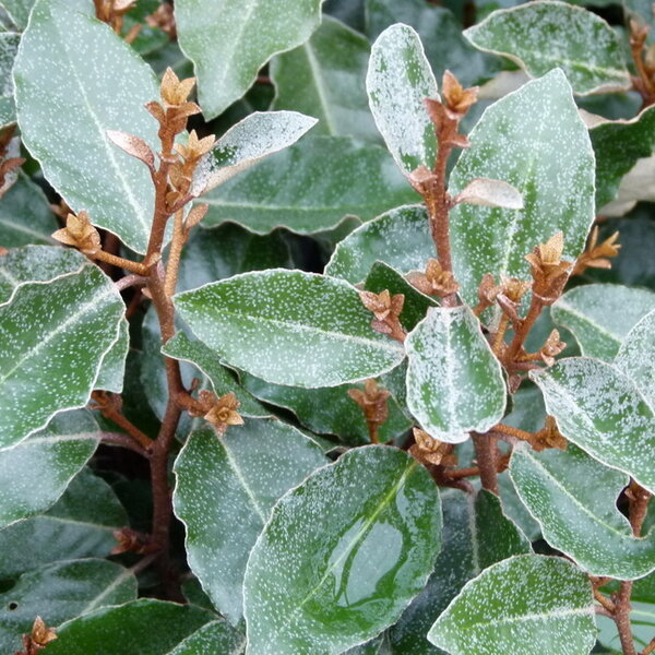 Elaeagnus ebbingei ´Compacta´ Co2L 20/25