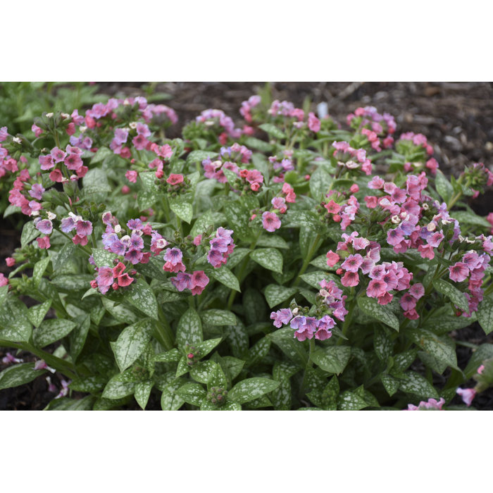 Pulmonaria saccharata ´Mrs. Moon´ P14