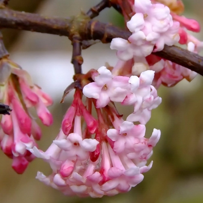 Kalina skorá - Viburnum bodnantense ´Dawn´ - 20/30cm