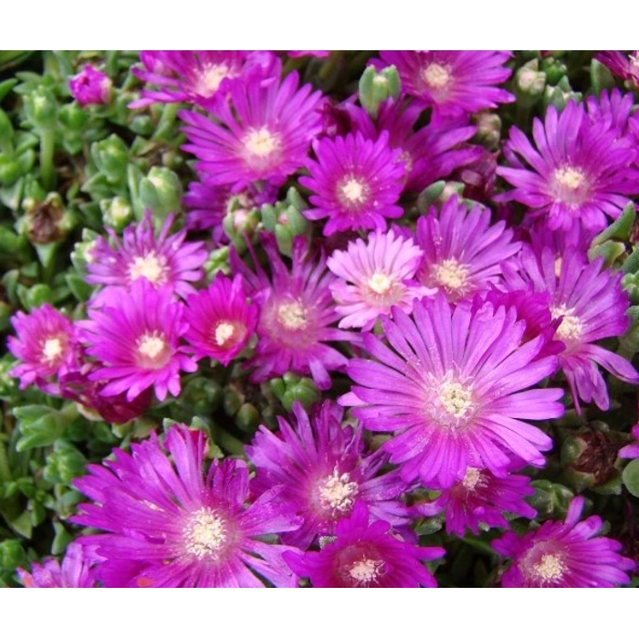 Delosperma ´Chameleon´