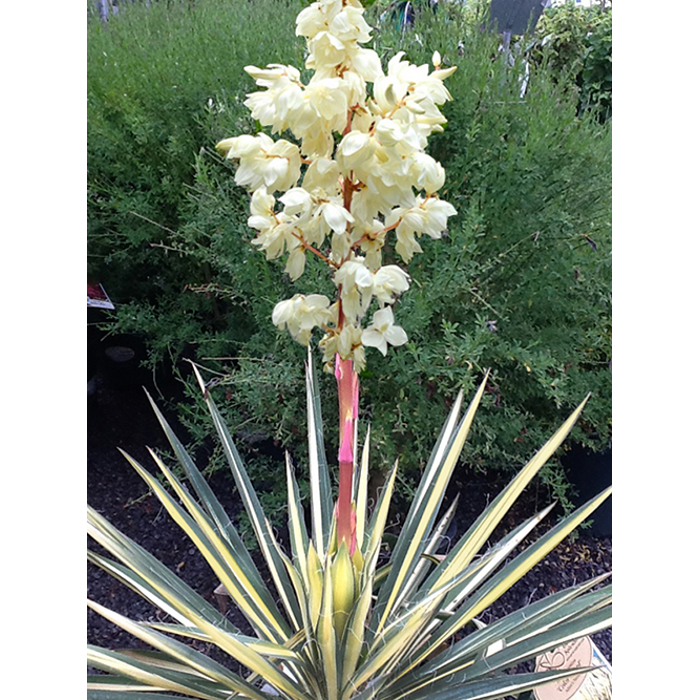 Yucca filamentosa ´COLOR GUARD´ Co7-10L