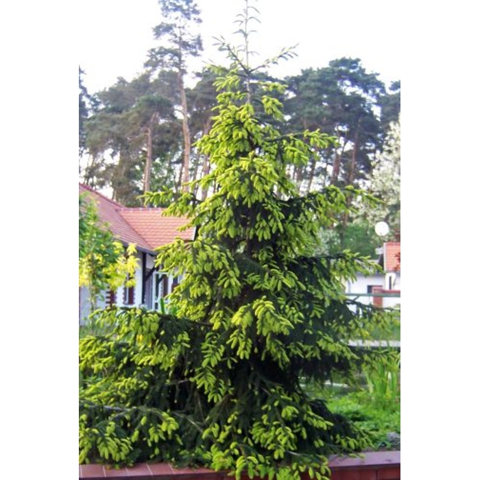 Smrek východný - Picea orientalis ´Barnes´ Co7,5L 30/35