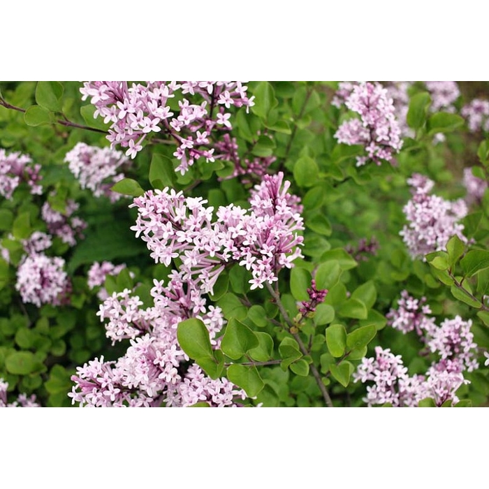 Orgován meyerov  - Syringa meyeri ´Palibin´ C5L 60/80