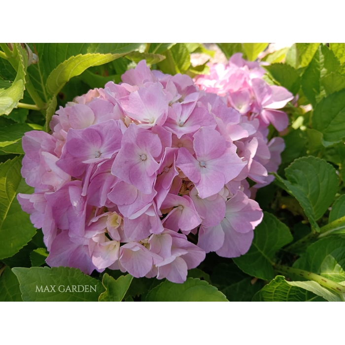Hortenzia kalinolistá - Hydrangea macrophylla 'Bouquet Rose' Co2.5L