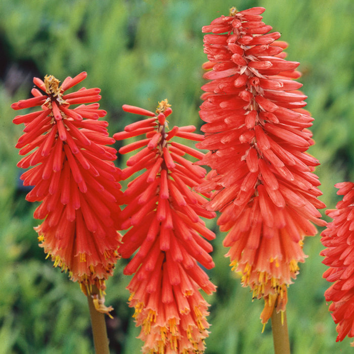 Kniphofia 'Nancy Red'