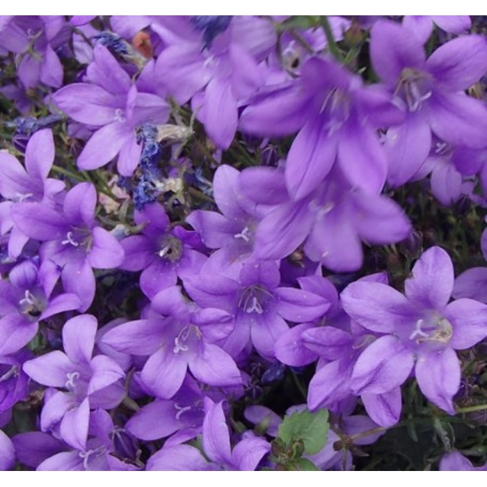 Campanula portenschlagiana ´Catharina´