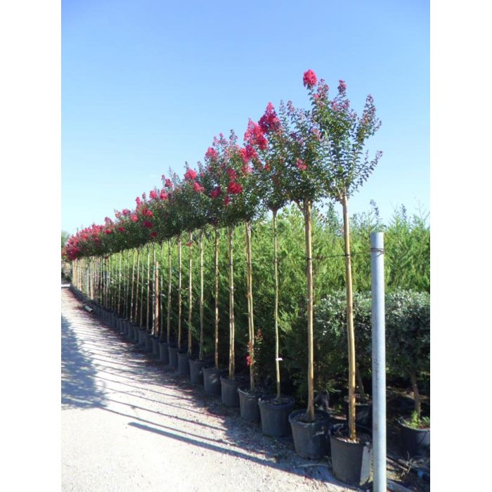 Myrta krepová červená - Lagerstroemia indica ´Durant Red´ Co25/30L  8-10  - vysokokmeň