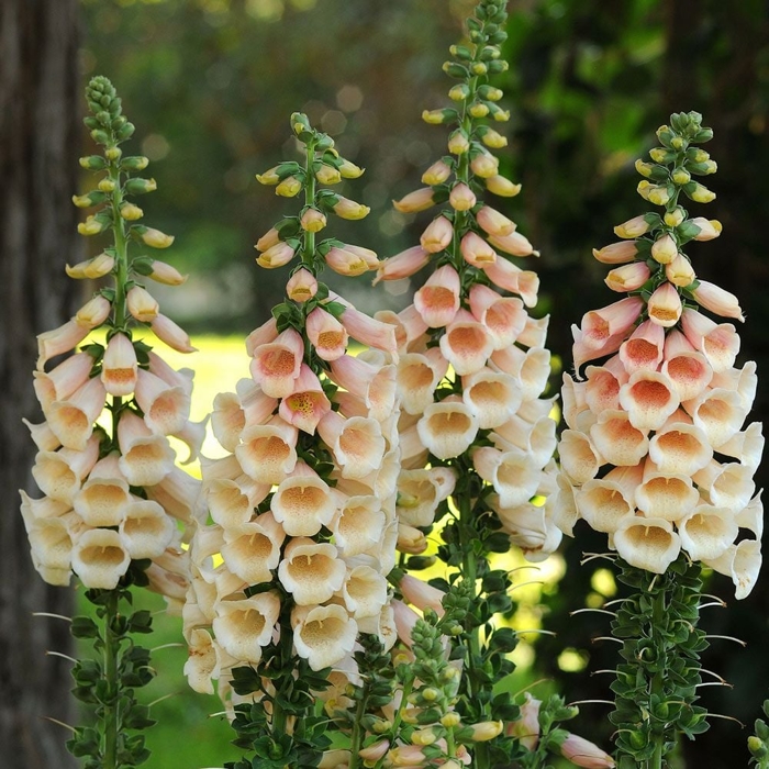 Náprstník - Digitalis purpurea ´Dalmatian Peach´