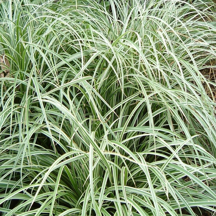 Ostrica japonská (''Ľadový tanec'' ) - Carex morrowii ´ICE DANCE´  P14