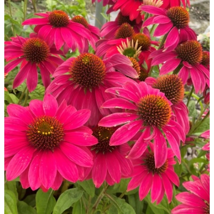 Echinacea Primadonna Weiss