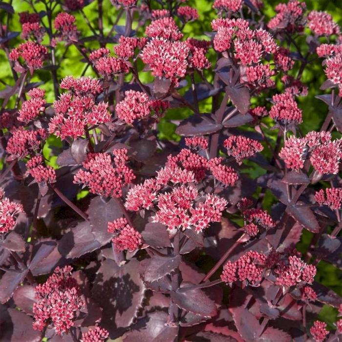 Sedum spectabile ´Brillant´ K9