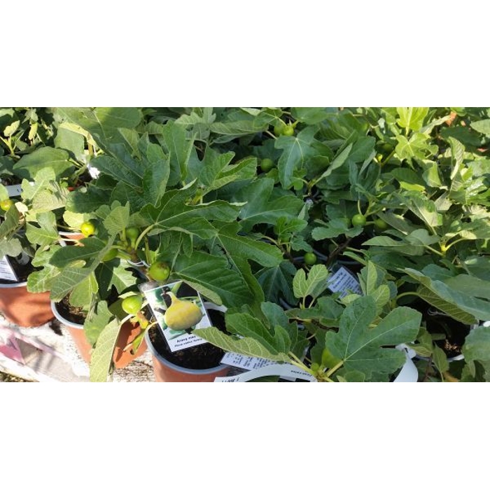 Ficus carica ´Nero´ Co2L  30/40