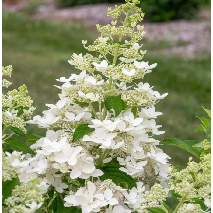 Hortenzia metlinatá - Hydrangea paniculata 'Pinky Winky'  Co2L 30/40