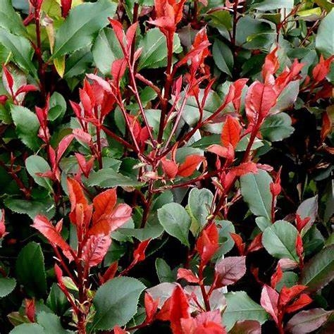 Červienka, Fotínia - Photinia fraseri ´Red Robin´  Co10L  110/130