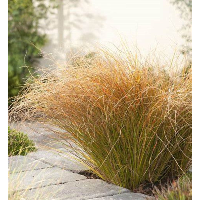 Ostrica - Carex testacea 'Prairie Fire'