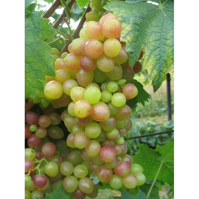 Vinič stolový - Vitis vinifera 'Picurka´- biele bezsemenné Co3L KM20