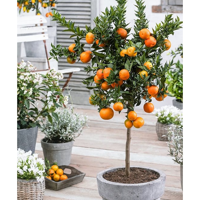 Pomarančovník - CITRUS X SINENSIS  Co5L  1/4 kmeň 60/80