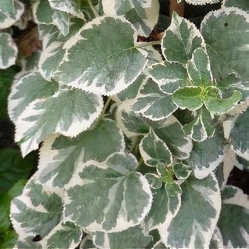 Hortenzia metlinatá - Hydrangea petiolaris Co2L 40+