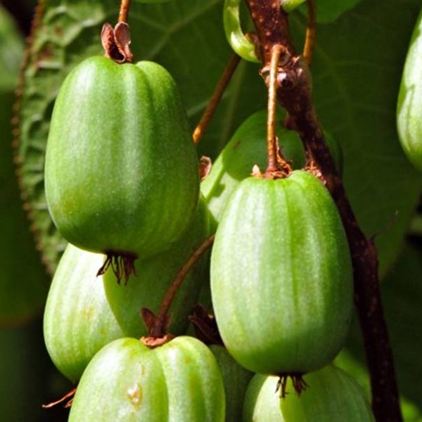 Actinidia deliciosa - Kiwi 'Jenny' Co3L 70/80 - samosprašná