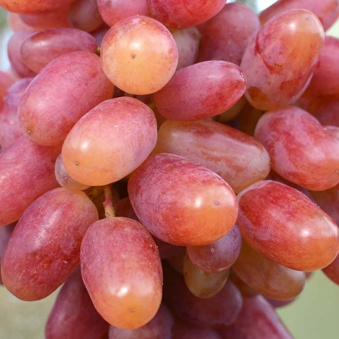 Vinič stolový - Vitis vinifera 'Armani´- ružové Co3L KM20