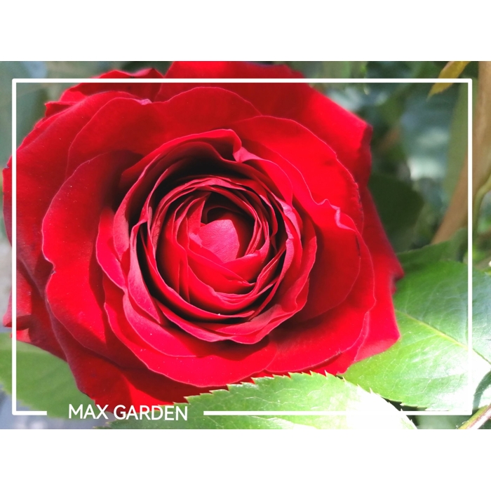 Ruža popínavá -voňavá - Rosa ´EDITH PIAF ®´ Co5L 180/200
