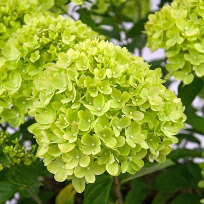 Hortenzia metlinatá - Hydrangea paniculata 'Little Lime'  Veľkosť: 35-40 , K3