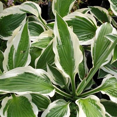 Funkia - Hosta