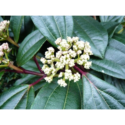 Kalina Dávidova - Viburnum davidii  25/35, Co2L