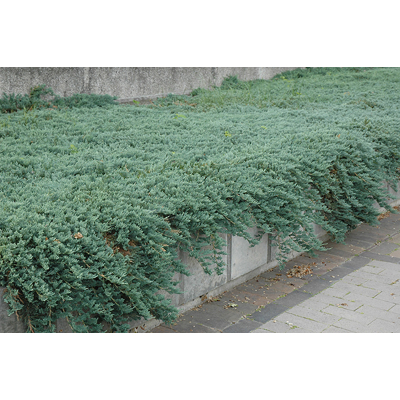 Borievka rozprestretá 'Ice Blue' - Juniperus horizontalis 'Ice Blue' 15/20 Co2,5L